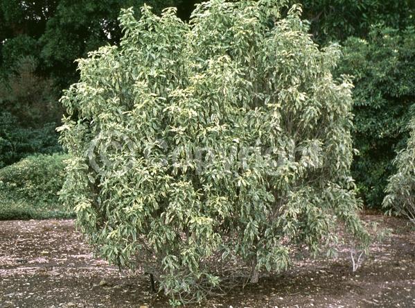 Yellow blooms; White blooms; Evergreen