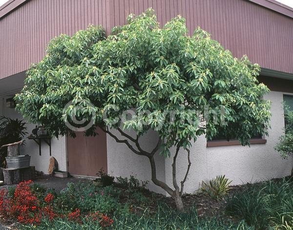 Yellow blooms; Evergreen