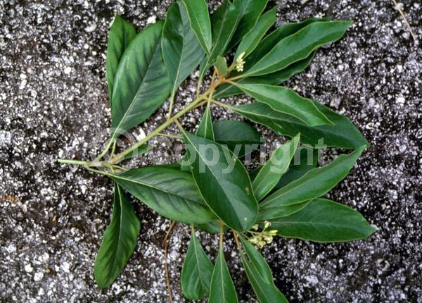 Yellow blooms; Evergreen