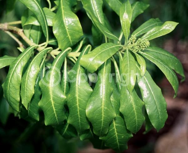 White blooms; Evergreen