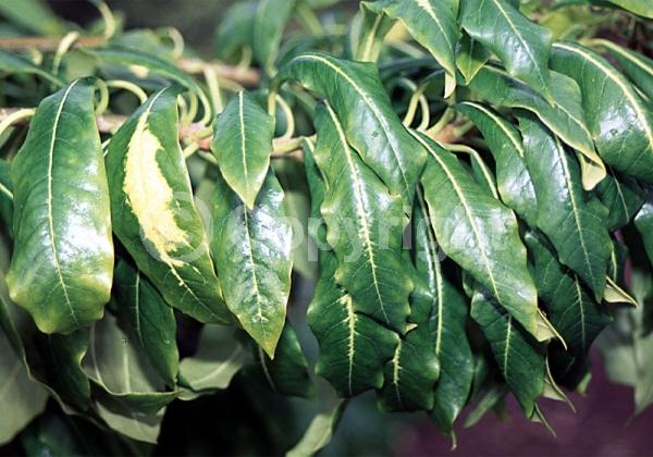White blooms; Evergreen