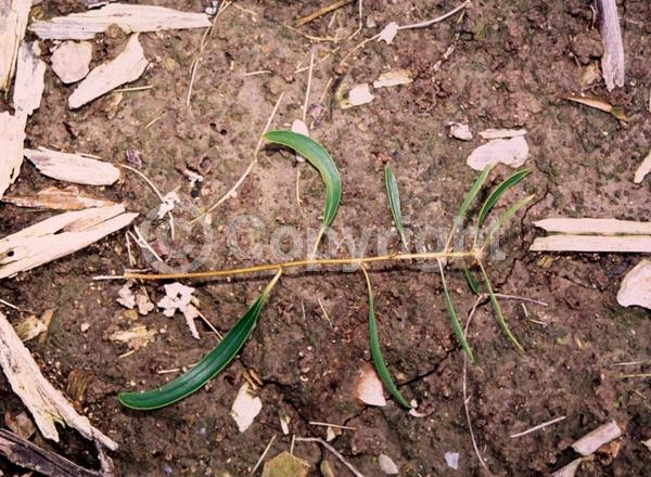 White blooms; Evergreen