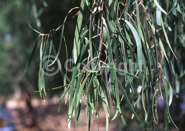 White blooms; Evergreen