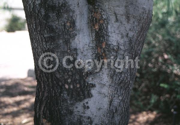 White blooms; Evergreen