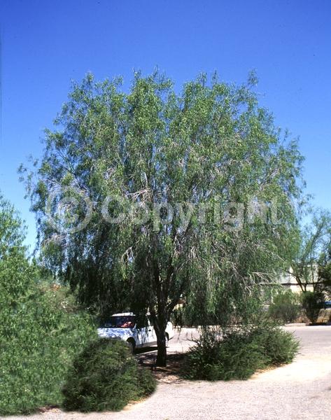 White blooms; Evergreen