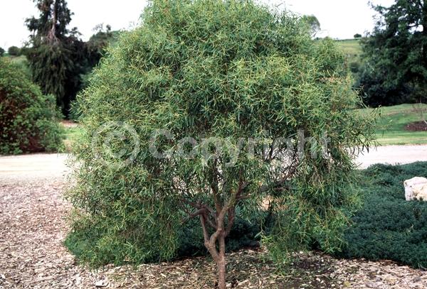 White blooms; Evergreen