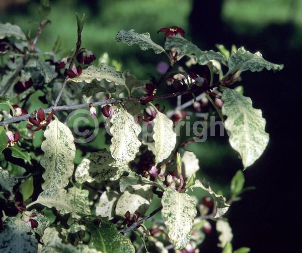 Red blooms; Evergreen; Broadleaf