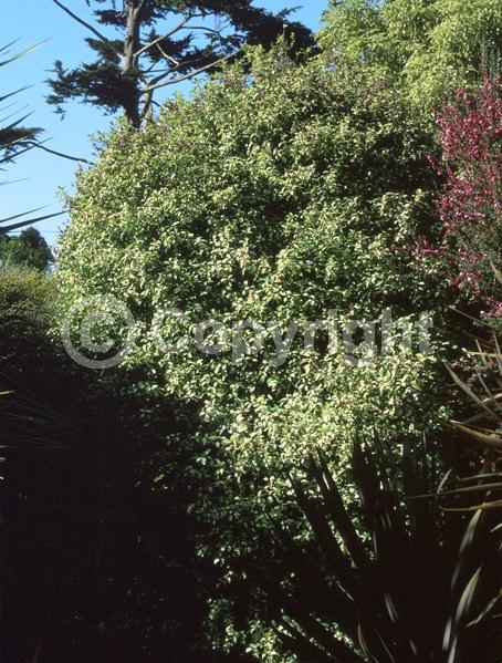 Red blooms; Evergreen; Broadleaf