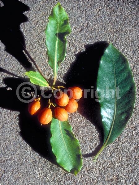 White blooms; Evergreen; Needles or needle-like leaf