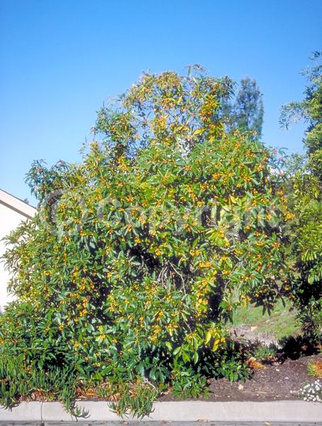 White blooms; Evergreen; Needles or needle-like leaf