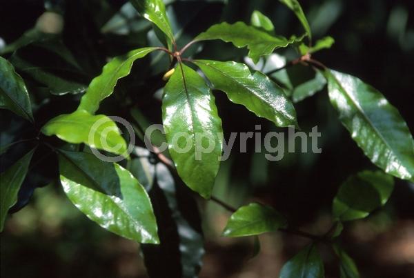 White blooms; Evergreen; Needles or needle-like leaf