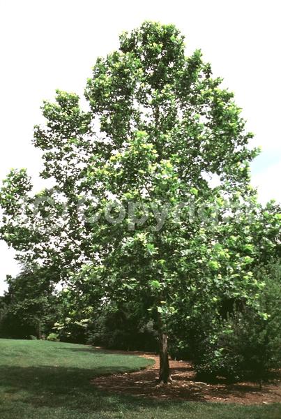 Red blooms; Deciduous; Broadleaf