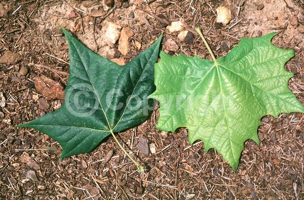 Red blooms; Deciduous; Broadleaf