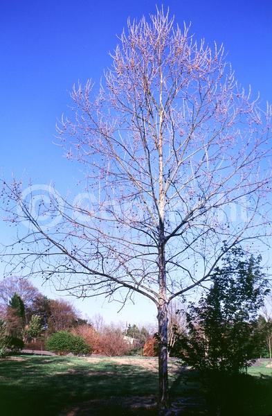 Red blooms; Deciduous; Broadleaf