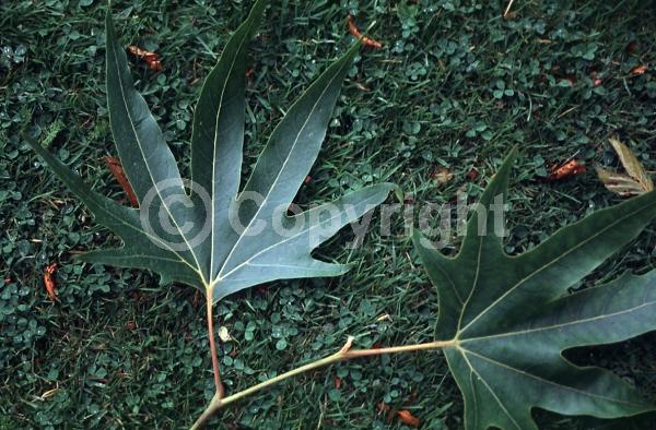 Unknown blooms; Deciduous; Broadleaf