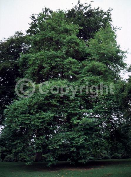 Unknown blooms; Deciduous; Broadleaf