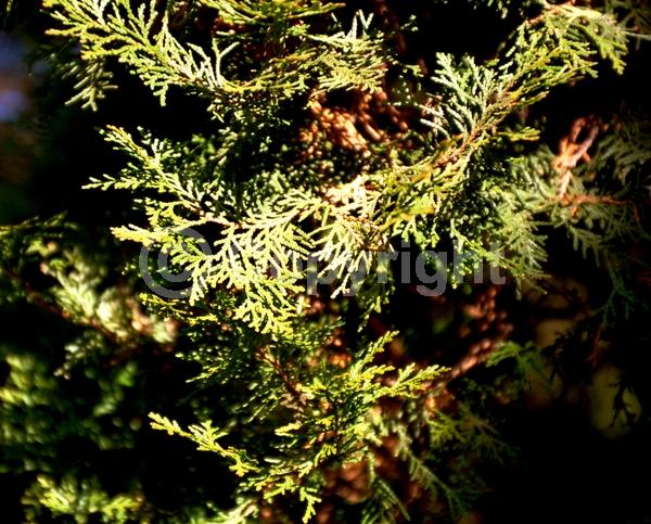 Unknown blooms; Evergreen