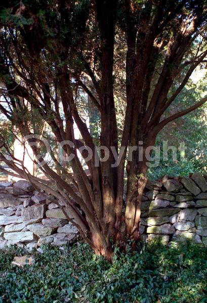 Unknown blooms; Evergreen