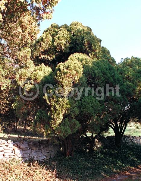 Unknown blooms; Evergreen