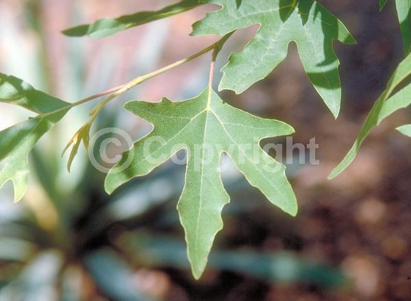 Unknown blooms; Deciduous; Broadleaf