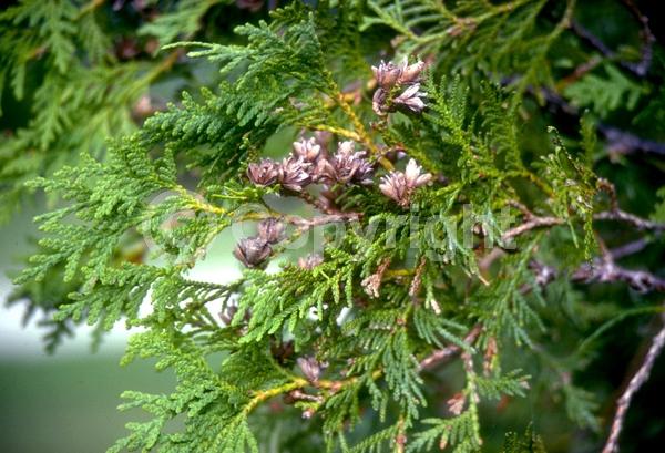 Unknown blooms; Evergreen