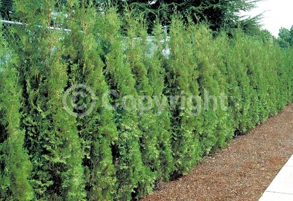 Unknown blooms; Evergreen