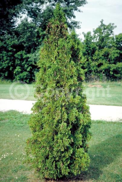 Unknown blooms; Evergreen