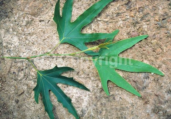 Unknown blooms; Deciduous; Broadleaf
