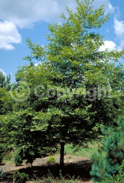 Unknown blooms; Deciduous; Broadleaf