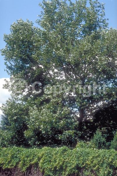 Unknown blooms; Deciduous; Broadleaf