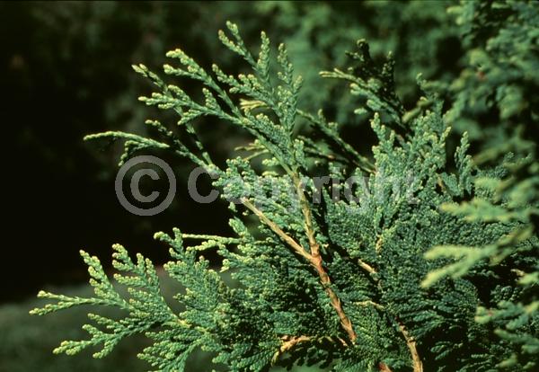 Yellow blooms; Evergreen
