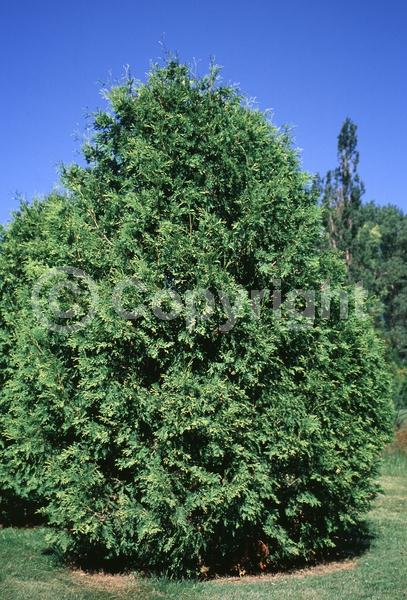 Yellow blooms; Evergreen