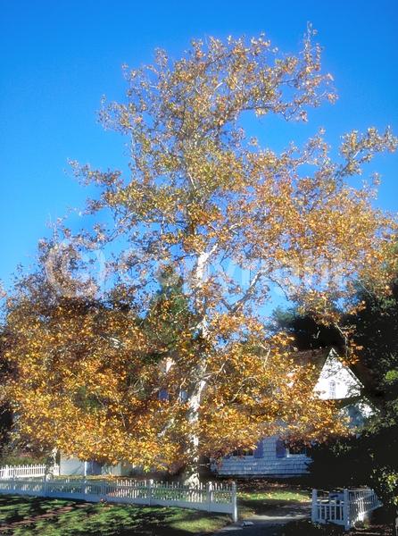 Red blooms; Deciduous; Broadleaf; North American Native
