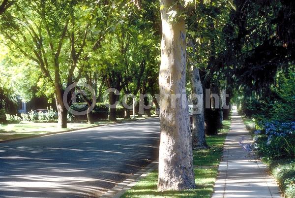 Red blooms; Deciduous; Broadleaf; North American Native