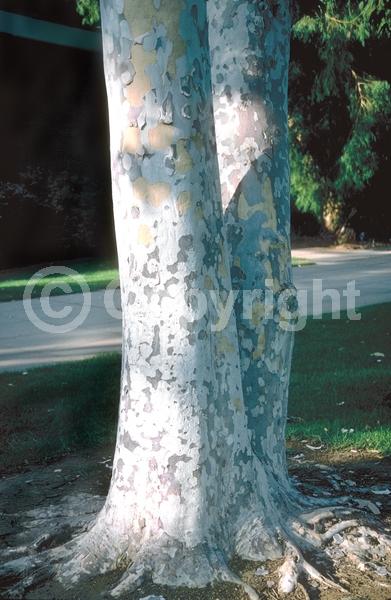 Red blooms; Deciduous; Broadleaf; North American Native