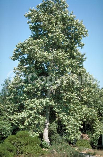 Red blooms; Deciduous; Broadleaf; North American Native