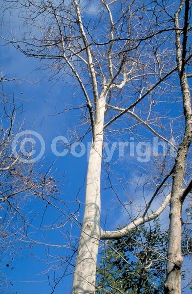Red blooms; Deciduous; Broadleaf; North American Native