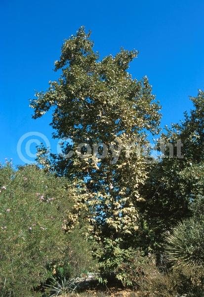 Red blooms; Deciduous; Broadleaf; North American Native
