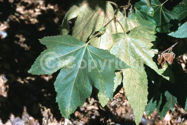 Red blooms; Deciduous; Broadleaf; North American Native