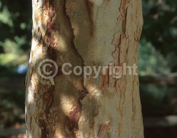 Red blooms; Deciduous; Broadleaf; North American Native