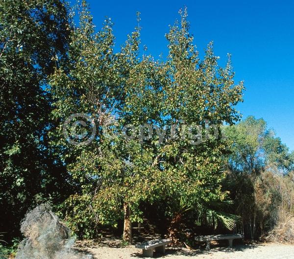 Red blooms; Deciduous; Broadleaf; North American Native