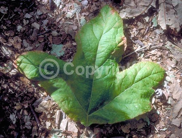 Red blooms; Deciduous; Broadleaf; North American Native