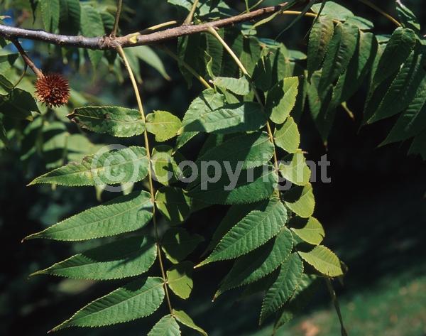 Unknown blooms; Deciduous