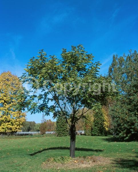 Unknown blooms; Deciduous