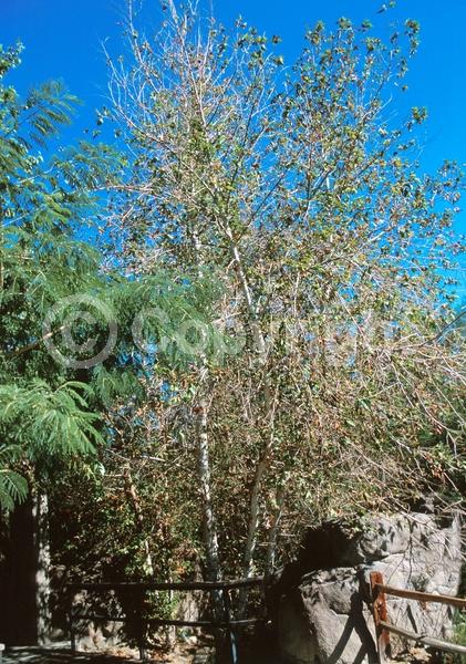 Red blooms; Deciduous; Broadleaf; North American Native