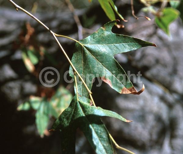 Red blooms; Deciduous; Broadleaf; North American Native