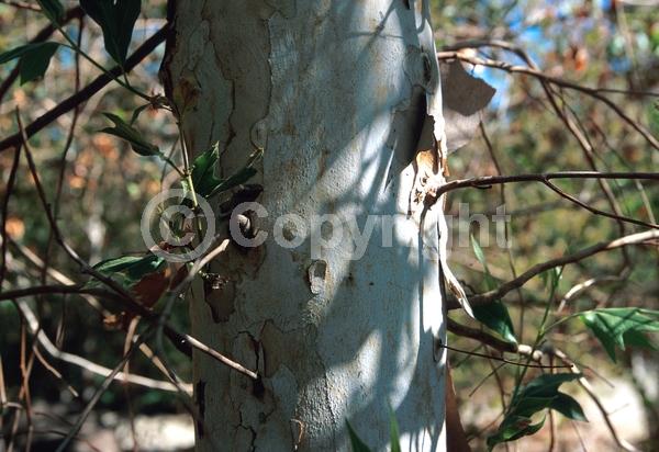 Red blooms; Deciduous; Broadleaf; North American Native