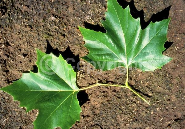 Red blooms; Deciduous; Broadleaf