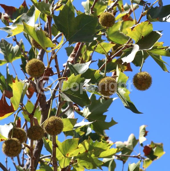 Red blooms; Deciduous; Broadleaf