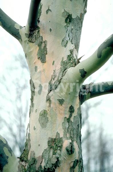 Red blooms; Deciduous; Broadleaf
